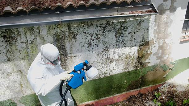 Top rated local Attic Mold Remediation specialists in Oak Ridge, FL